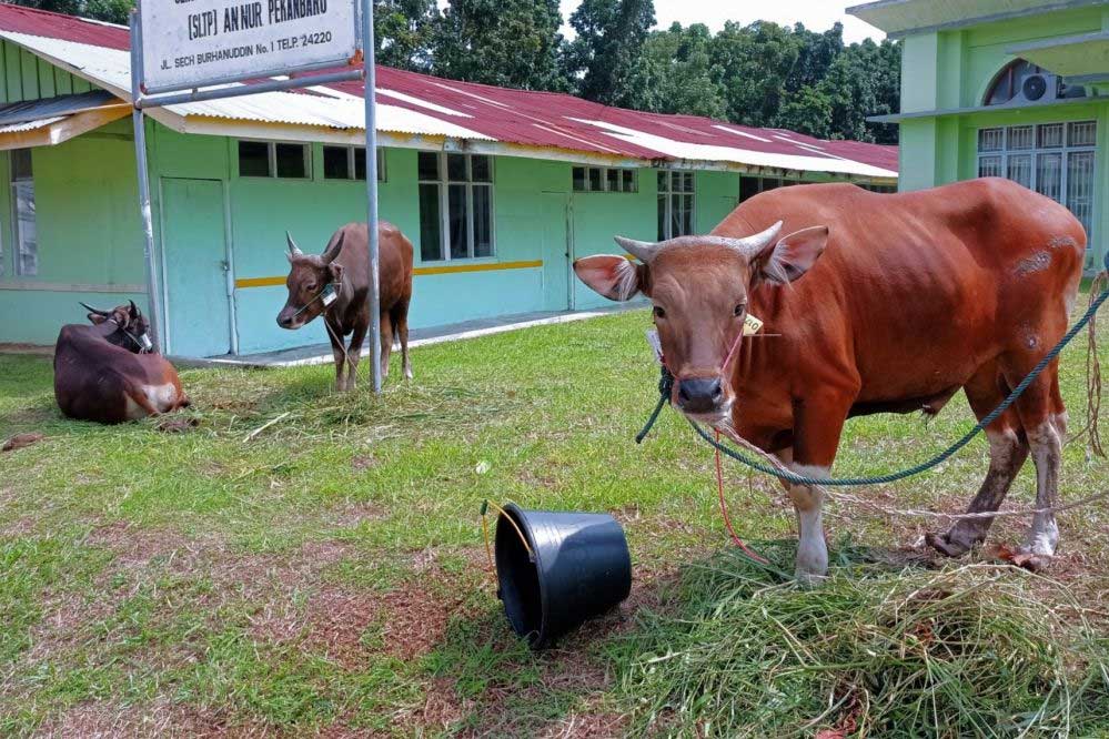 Salat Idul Adha Berbeda, Waktu Pelaksanaan Kurban Perlu Menyesuaikan ...